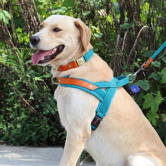 harnais chien anti traction | byetraction - tendressechien.com
