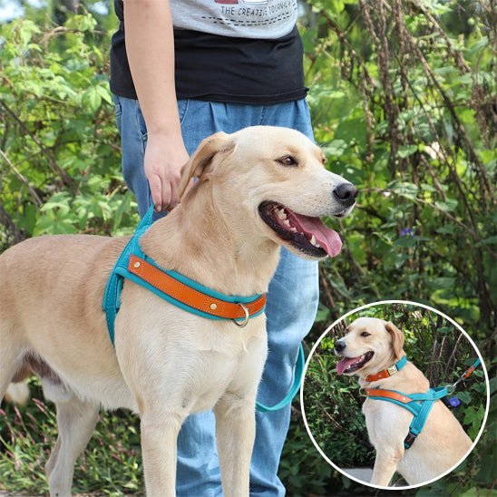 harnais chien anti traction | byetraction - tendressechien.com