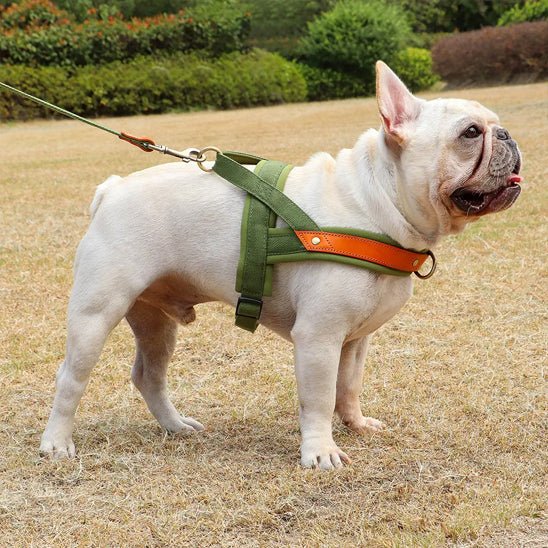 harnais chien anti traction | byetraction - tendressechien.com