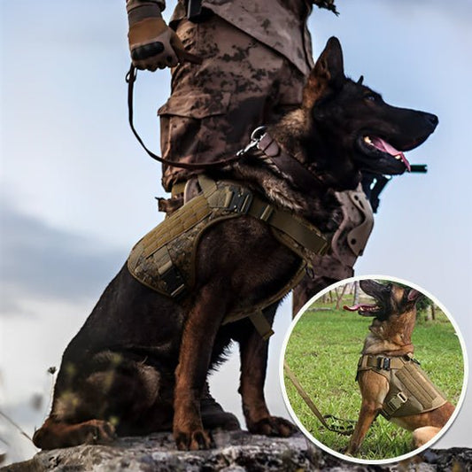 harnais chien | Tactichien - tendressechien.com