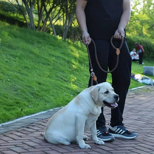 laisse de chien | Laisso - tendressechien.com