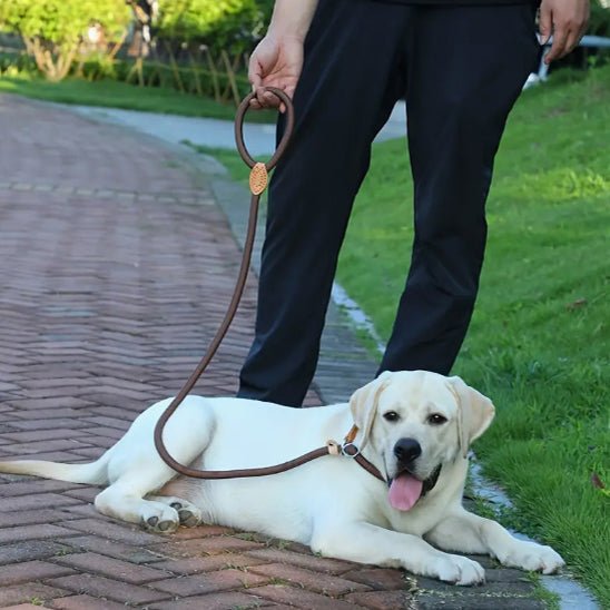 laisse de chien | Laisso - tendressechien.com