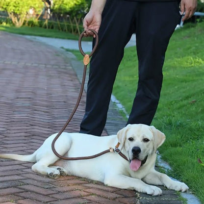 laisse de chien | Laisso - tendressechien.com