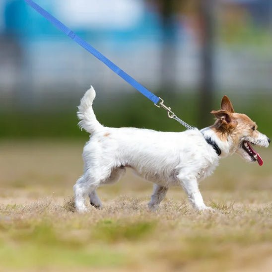 laisse pour chien | balalaisse - tendressechien.com