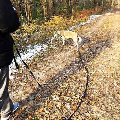 laisse pour chien | balalaisse - tendressechien.com