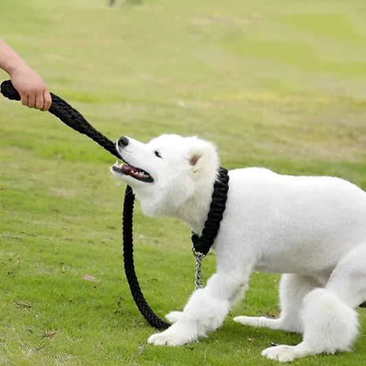 laisse pour chien | Tresschien - tendressechien.com