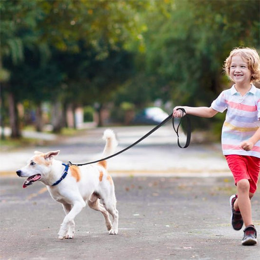 laisses pour chiens | Laissereflect - tendressechien.com