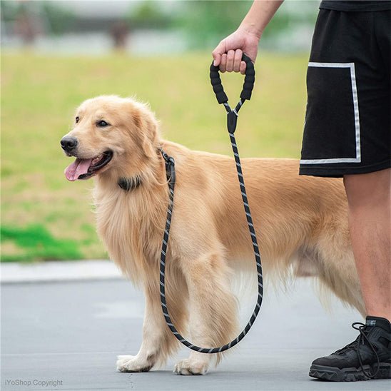 laisses pour chiens | Laissillumine - tendressechien.com