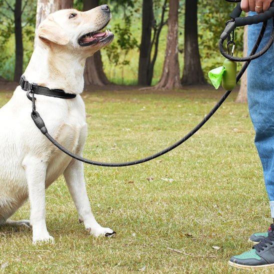 laisses pour chiens | Laissillumine - tendressechien.com
