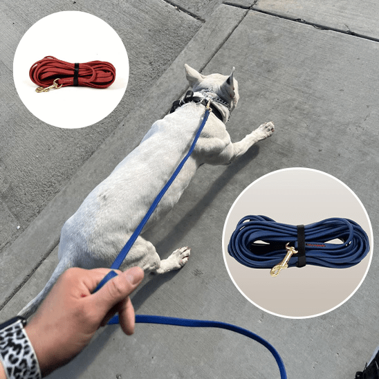 laisses pour chiens | Maitriselaisses - tendressechien.com