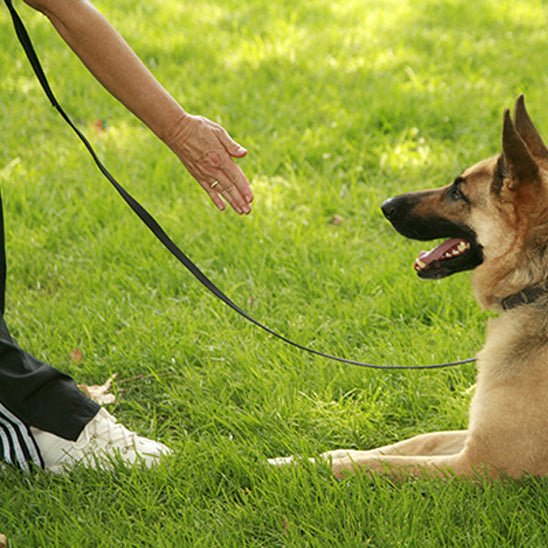 longe pour chien | Maitriselonge - tendressechien.com